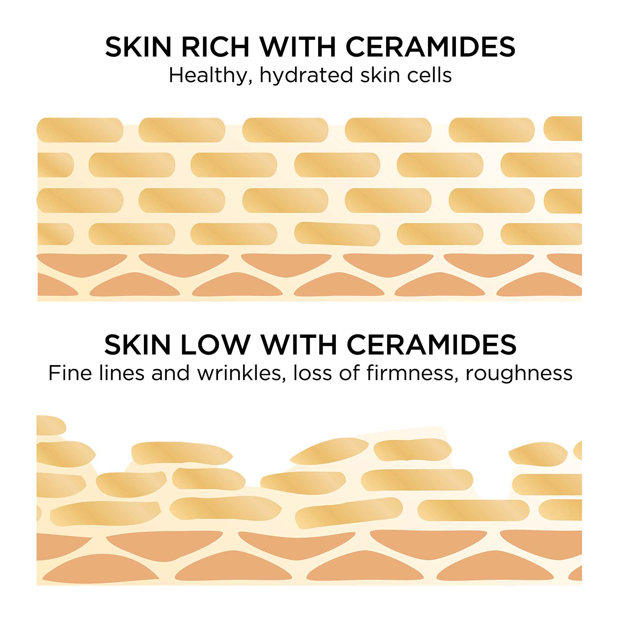 Skin rich with ceramides are healthy, hydrated skin cells vs skin low with ceramides have fine lines and wrinkles, loss of firmness, roughness