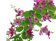  Bushclover Flower Extract 